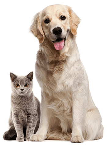 Animal Adoption - Paws Adoption Center