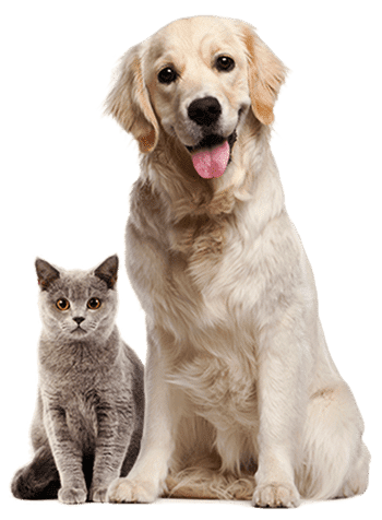 pet rescue places near me