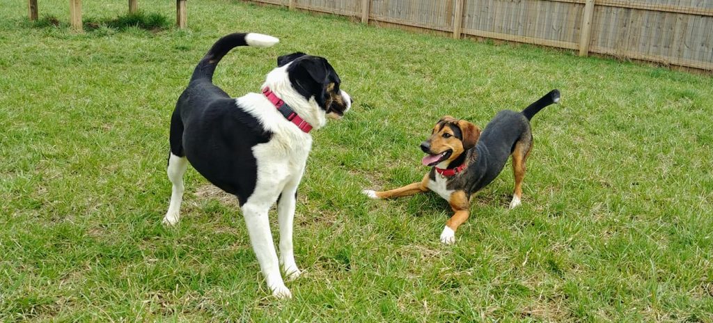 dogs at play at shelter