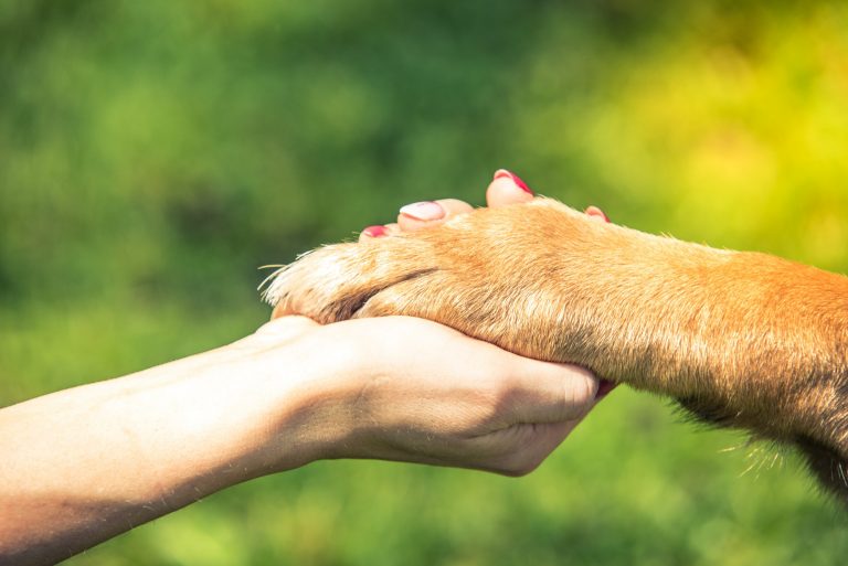 contact animal shelter in Mason Ohio