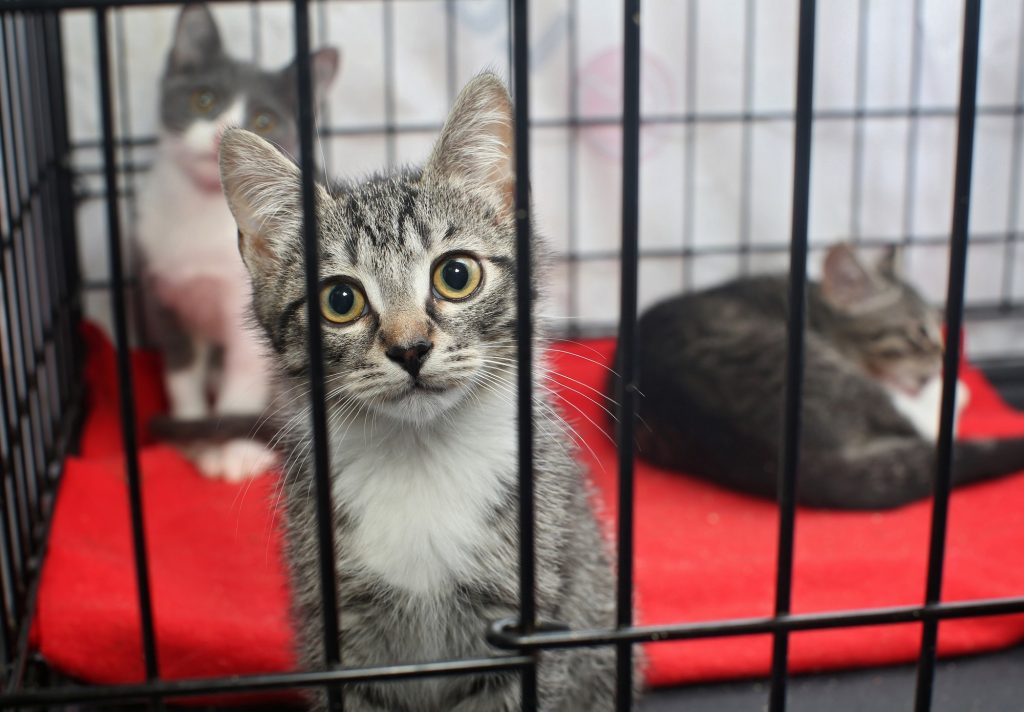 Little homeless kittens in the cage