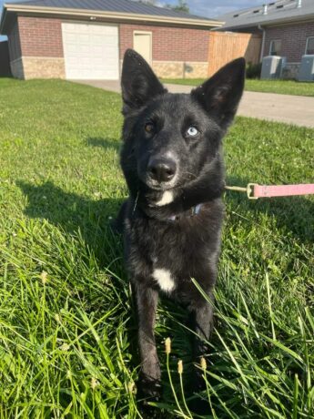 Emily sitting in the grass at PAWS