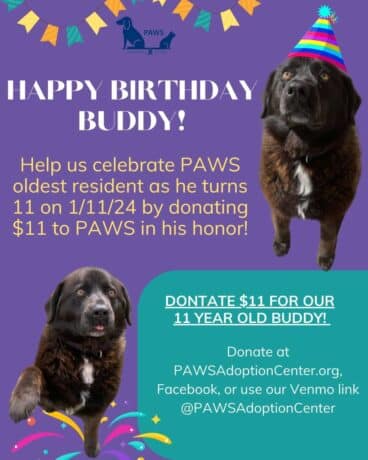 flyer with pictures of a black dog named buddy who is celebrating his 11th birthday!