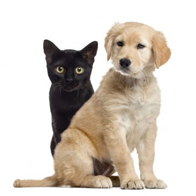 Dog and cat sitting, isolated on white